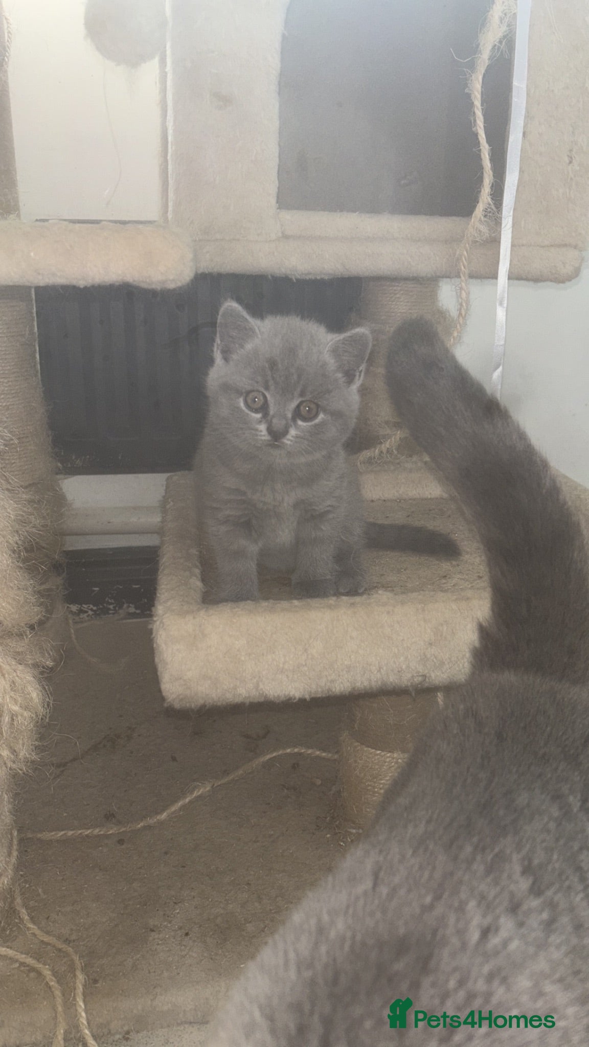 British Shorthair cats British shorthair kitten  - Advert 2