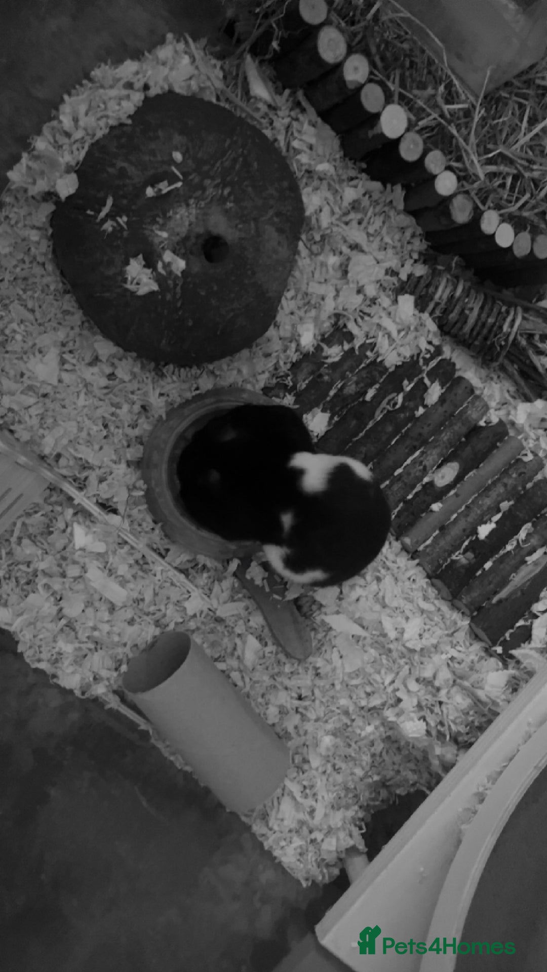 Hamster rodents for sale: FREE her name is patch and is super friendly x - Image 1