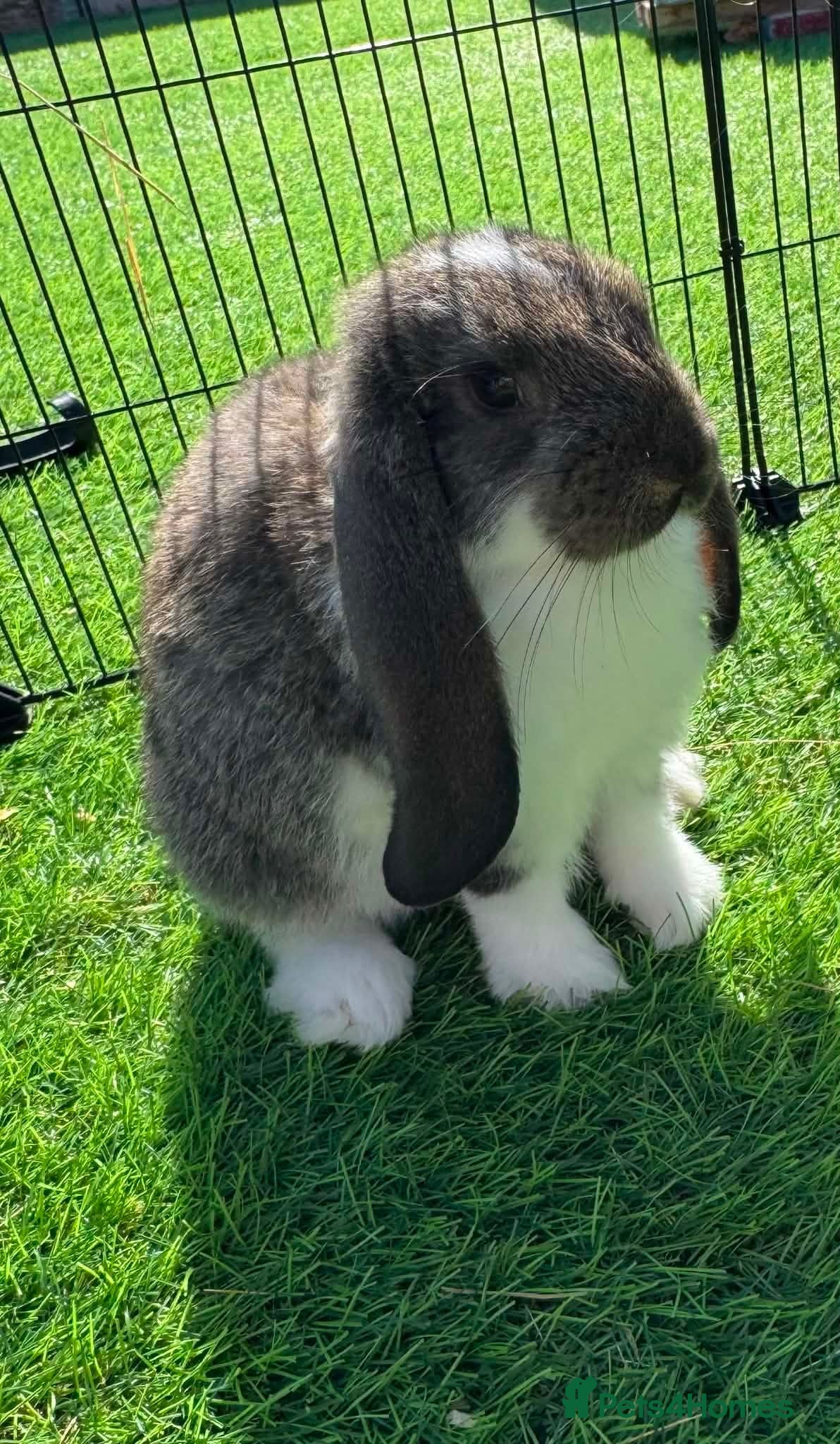 French Lop rabbits Pure French lop - Advert 2