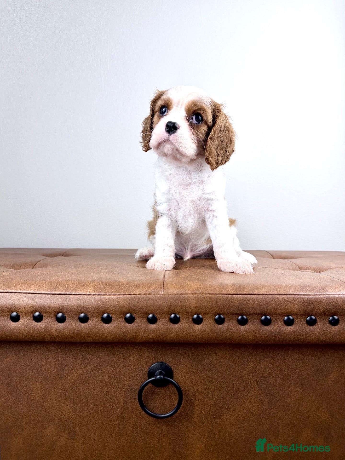 Cavalier King Charles Spaniel dogs KC Cavalier King Charles Spaniel (Male)  - Advert 1