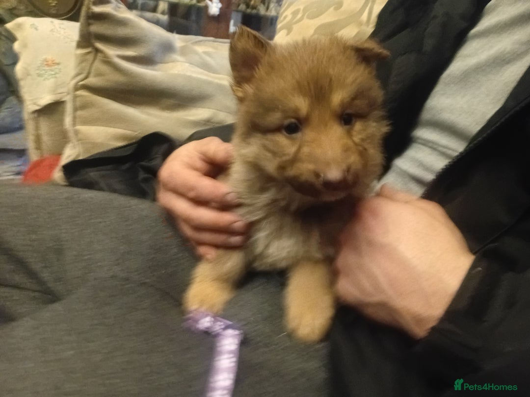 German Shepherd dogs for sale: Rare colours straight backed german shepherds - Advert 13