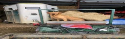 Labrador Retriever dogs for stud: “Yellow Valey”  in Cheltenham - Advert 20