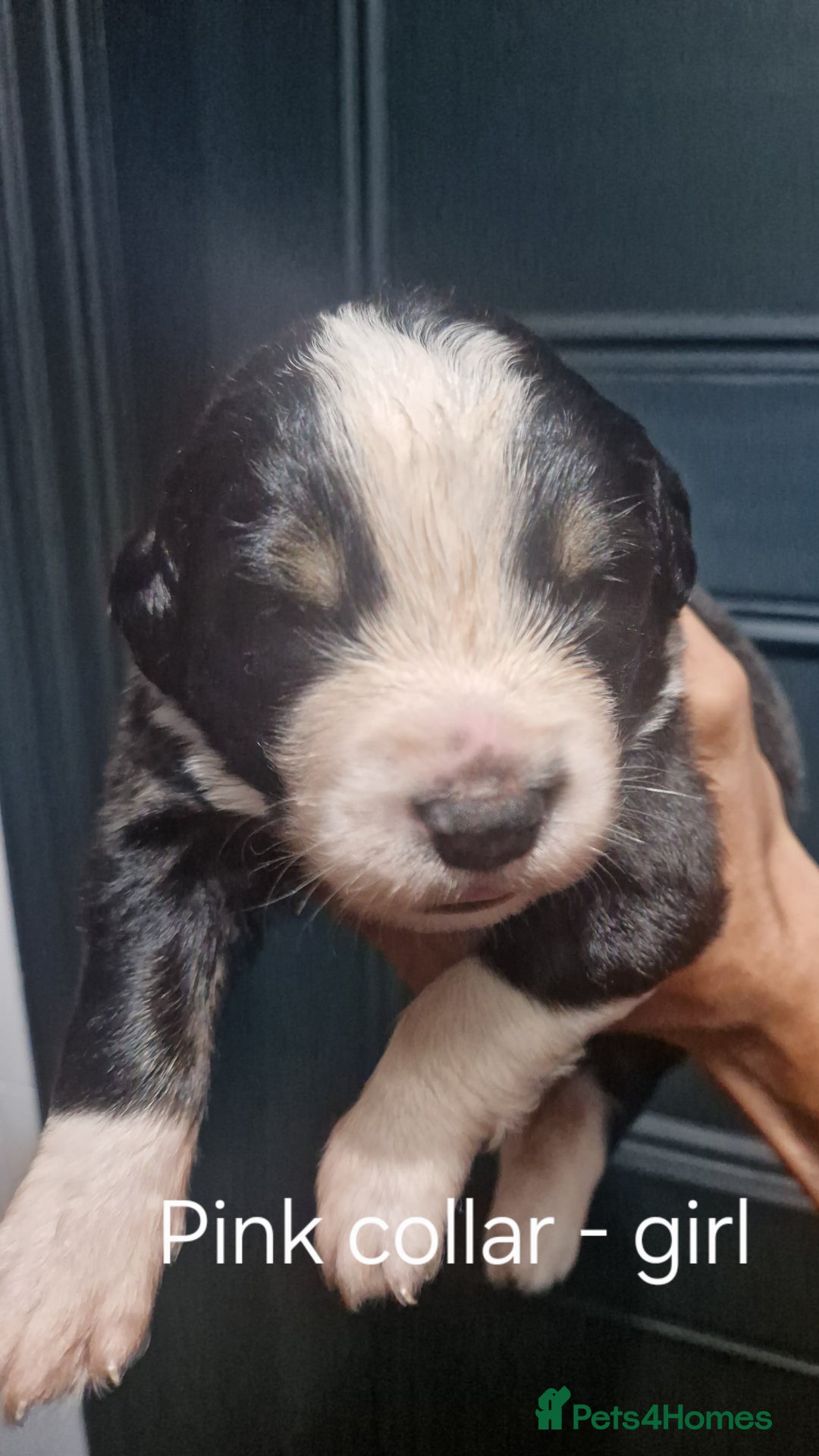 Mixed Breed dogs for sale: Newfoundland X Bernese Mountain Dog Puppies  - Image 4
