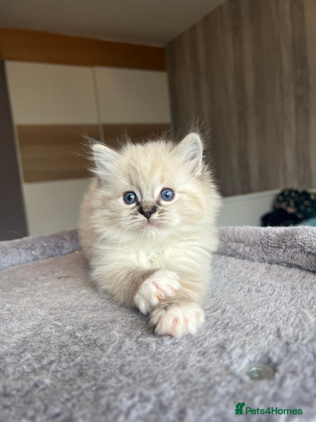 Ragdoll cats for sale: GCCF Ragdoll kittens for sale - Advert 19