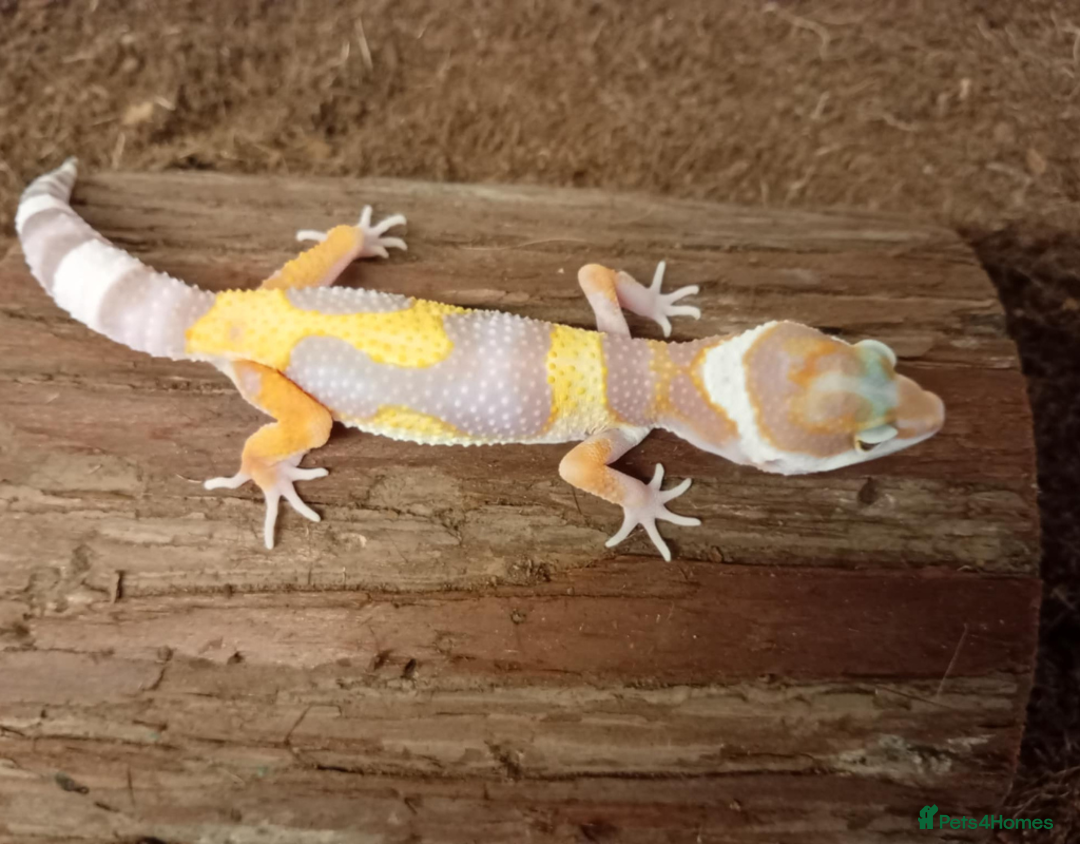Leopard Gecko reptiles for sale: Beautiful Leopard Gecko Babies – Ready Now! - Image 15