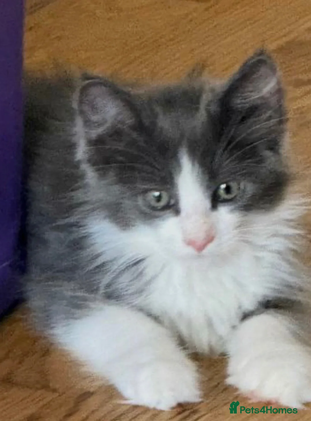 Mixed Breed cats for sale: Ragcoon kittens ready now  - Advert 2