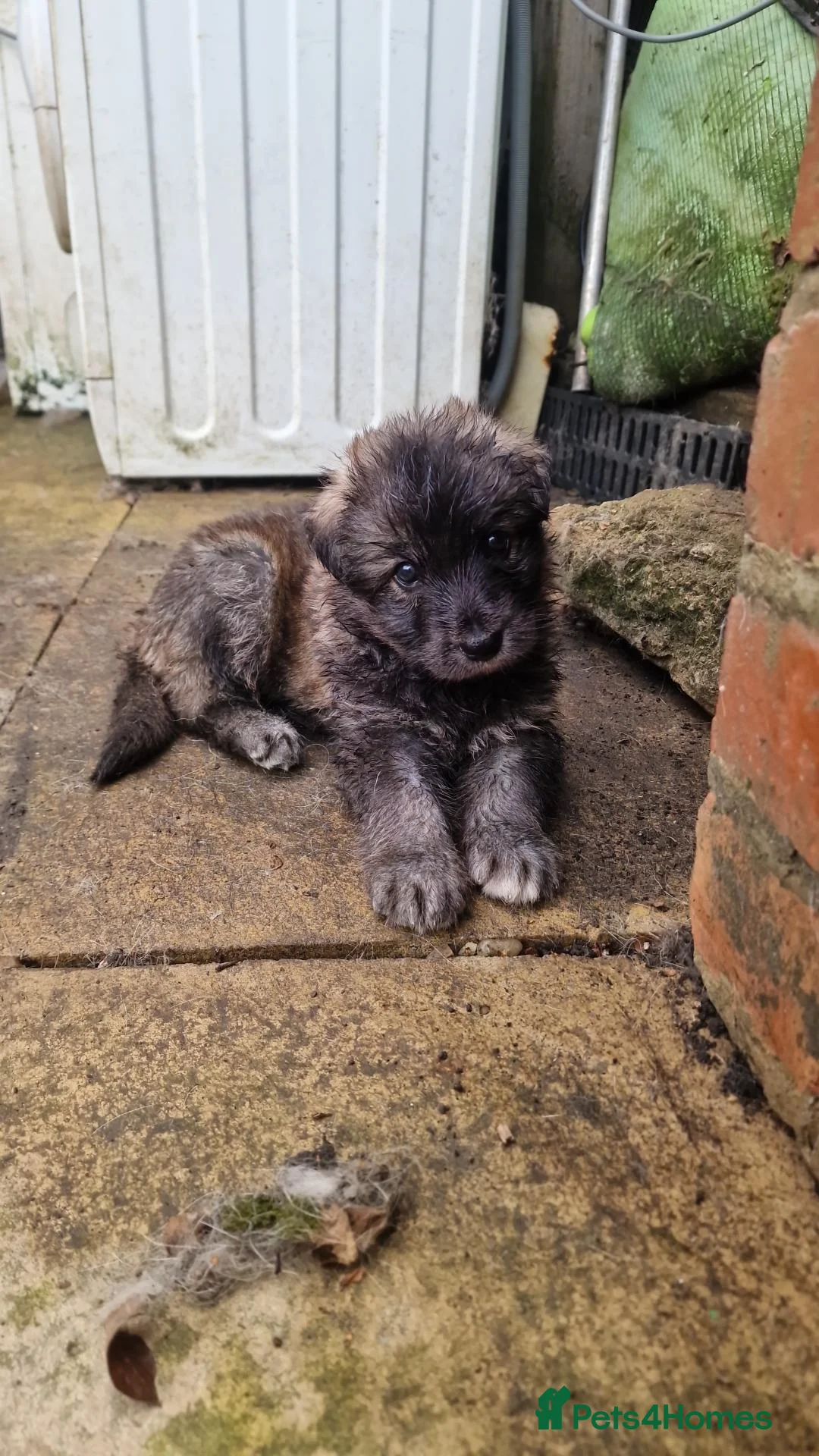 German Shepherd dogs for sale: 3 Beautiful German Shepherd Puppies - Advert 10