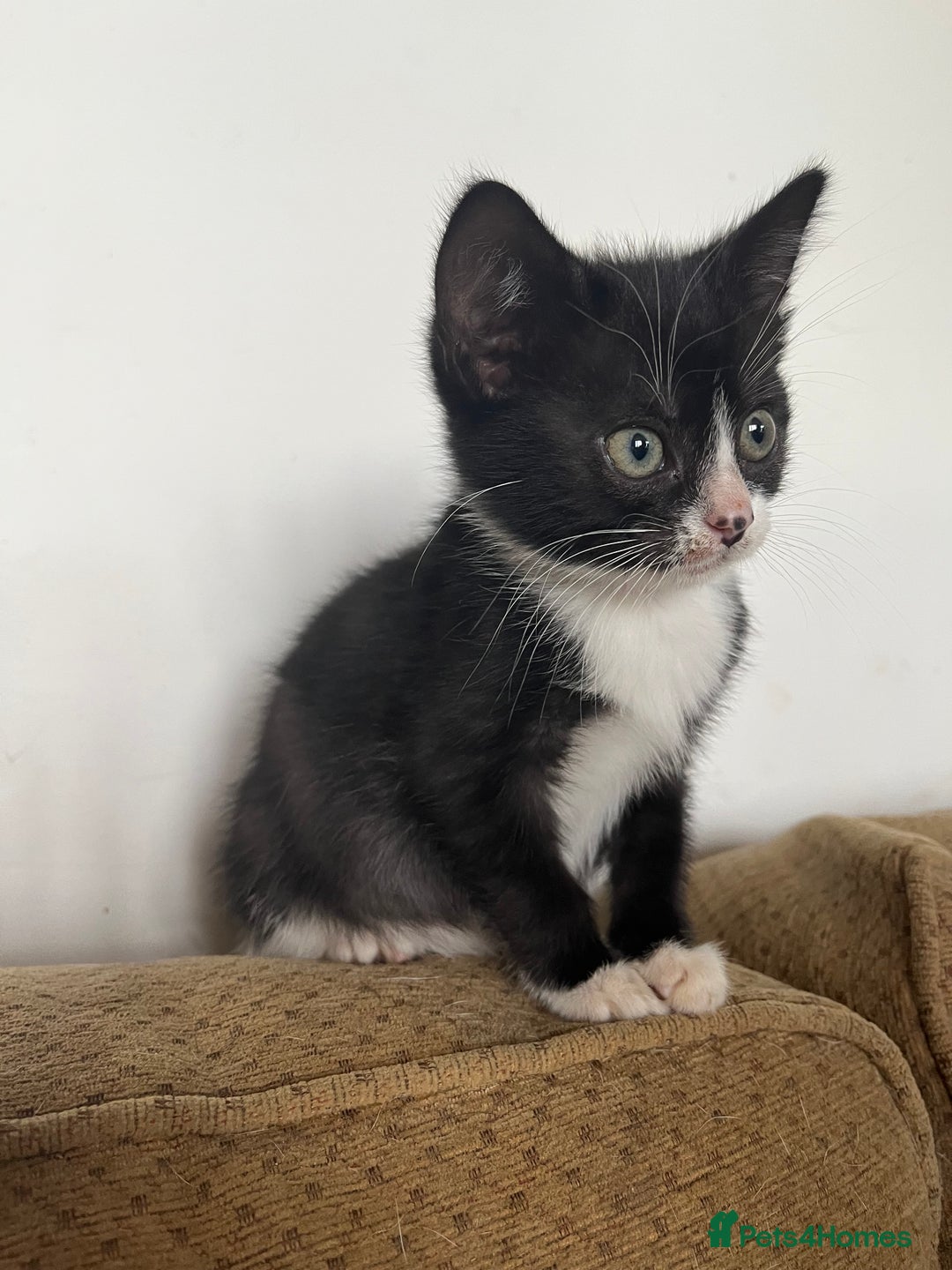 Mixed Breed cats for sale: Two kittens looking for family together - Advert 6