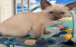 Ragdoll cats for sale: Ragdoll cross Siamese (Ragamese) kitten - Image 3