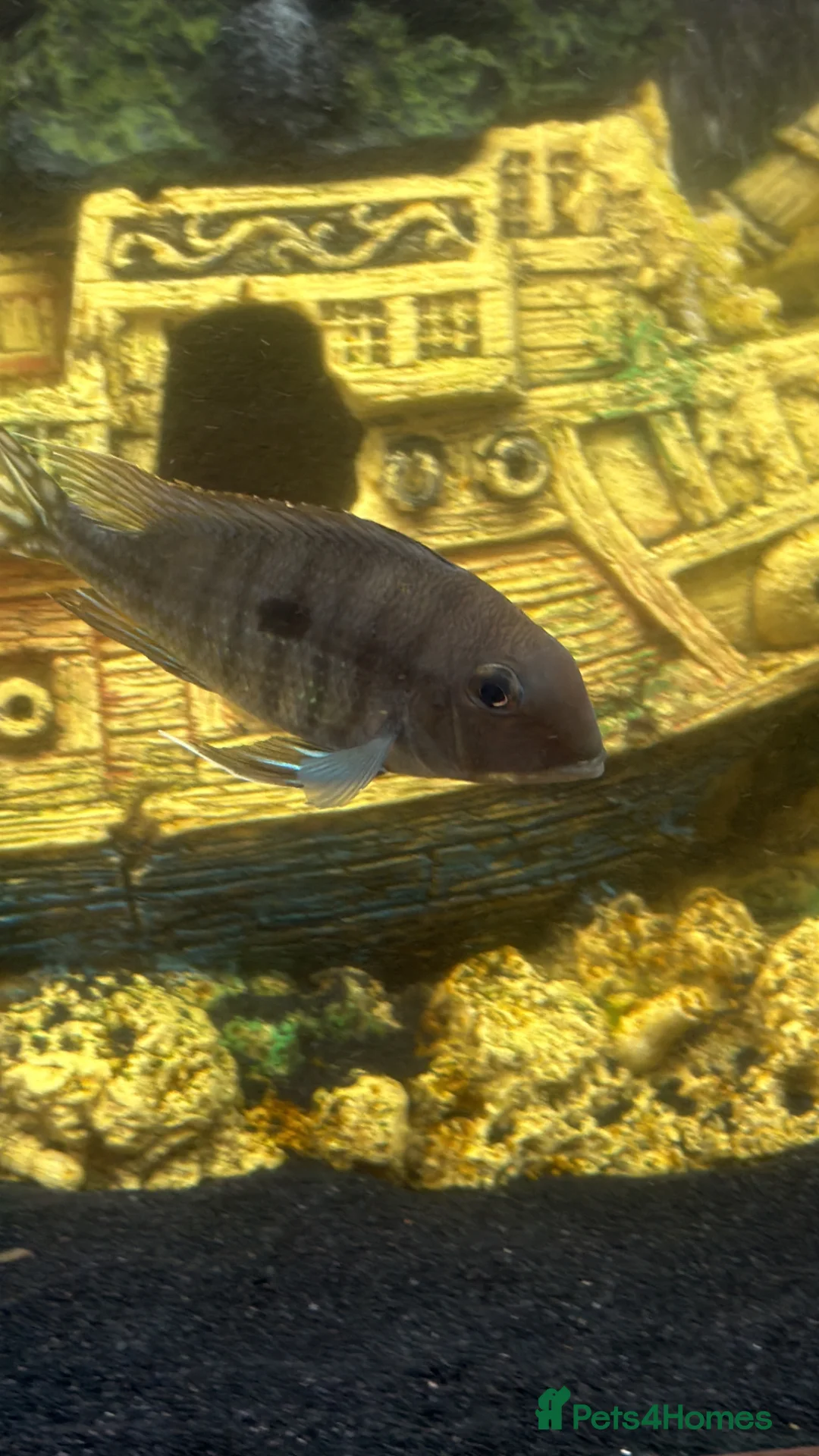 Sharks fish for sale: Tropical fish  in Port Talbot - Advert 2