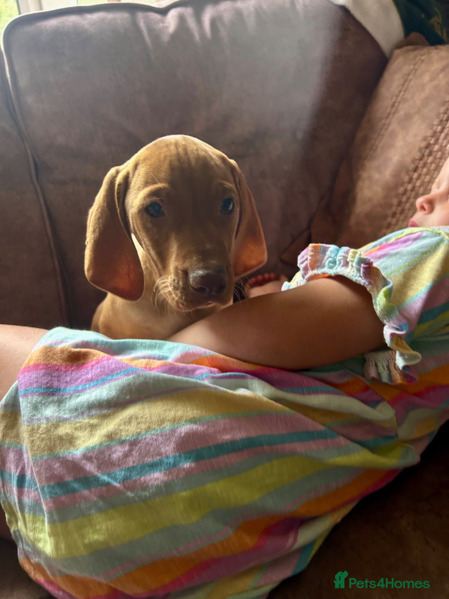 Hungarian Vizsla dogs LAST 3 HUNGARIAN VISZLA PUPS - Advert 2