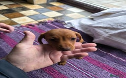 Miniature Dachshund dogs for sale: Superb Miniature KC reg Dachshund puppies - Image 14