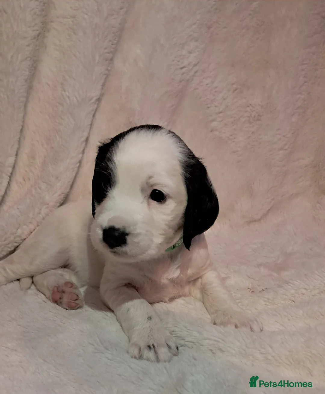 Cocker Spaniel dogs for sale: Adorable Cocker spaniel puppies  - Advert 1