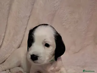 Cocker Spaniel dogs Adorable Cocker spaniel puppies - Advert 1