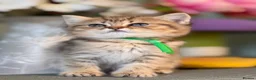 British Longhair cats for sale: British short/longhair odd/blue eyed kittens  - Advert 13