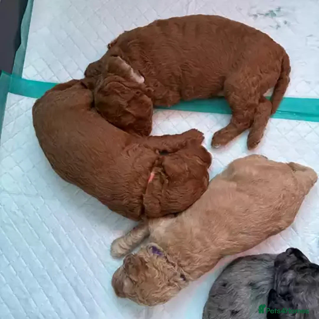 Goldendoodle dogs for sale: Little Teddy Bears:Adorable Goldendoodle Puppies - Advert 3