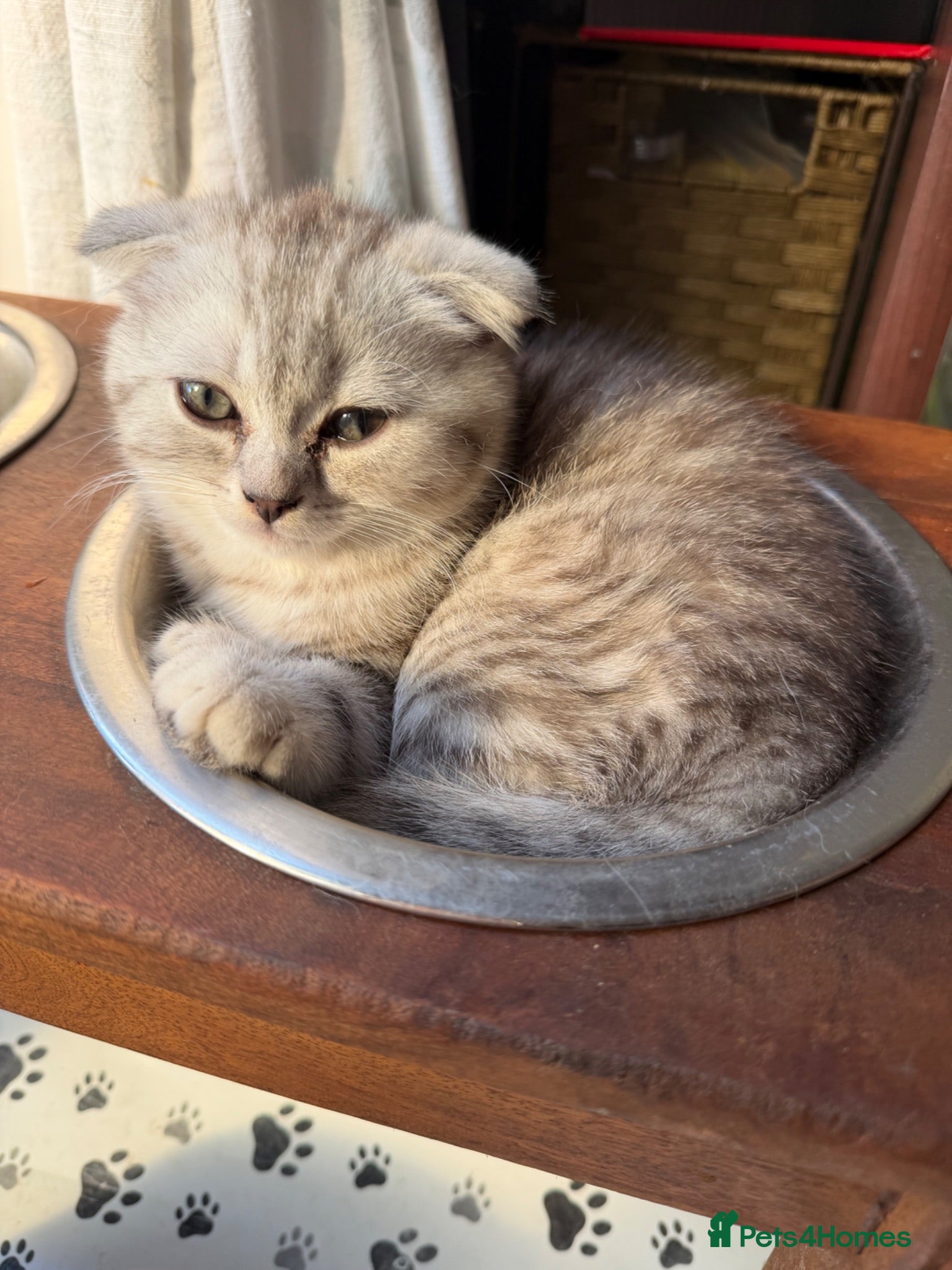 Scottish Fold cats Beautiful Scottish Fold/Straight Kittens  - Advert 1