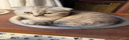 Scottish Fold cats for sale: Beautiful Scottish Fold/Straight Kittens  - Advert 9