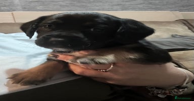 Mixed Breed dogs Staff x cocker spaniel - Advert 6