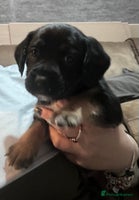 Mixed Breed dogs Staff x cocker spaniel - Advert 6