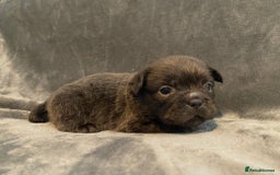French Bulldog dogs for sale: 7 frenchies £500 to £800 each - Image 6