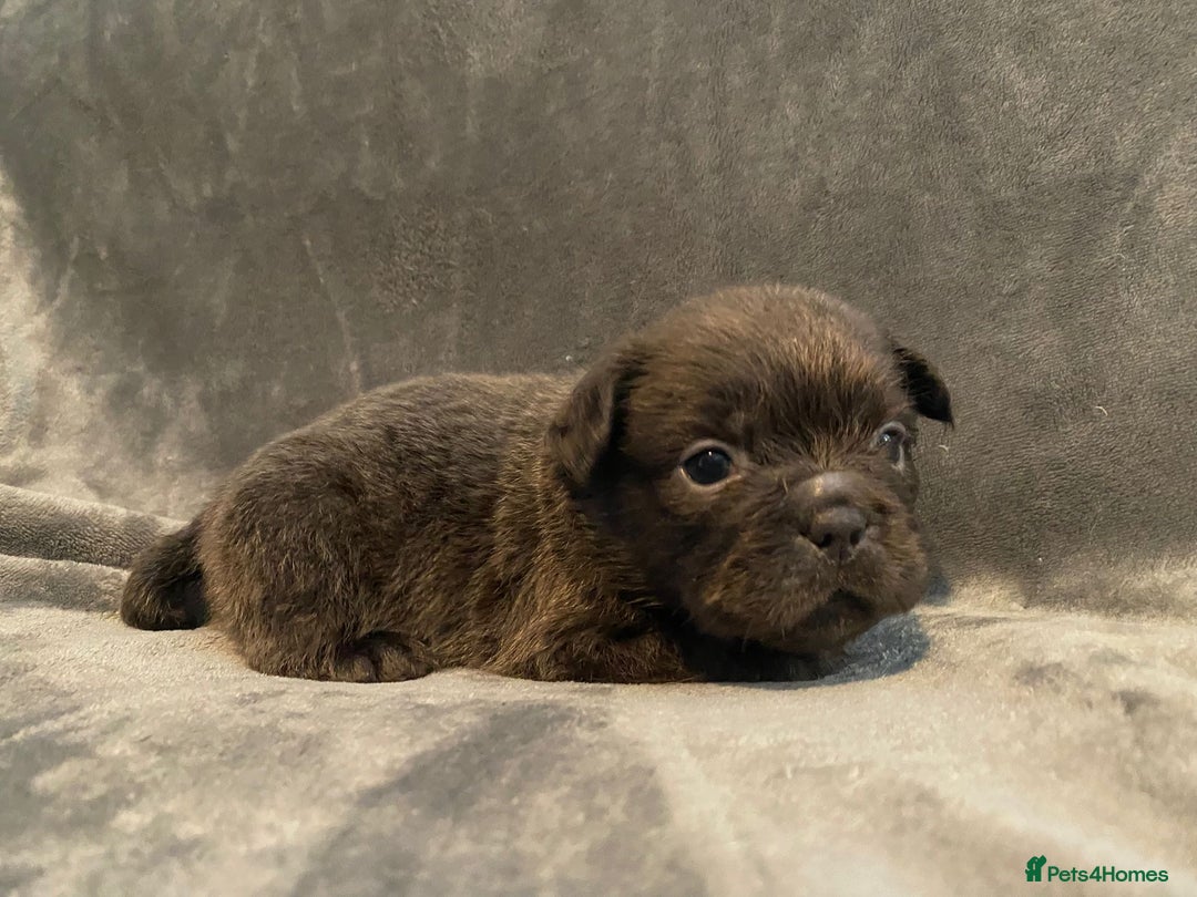 French Bulldog dogs for sale: 7 frenchies £500 to £800 each - Image 6