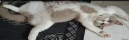 British Shorthair cats for sale: Female British short hair  - Advert 4
