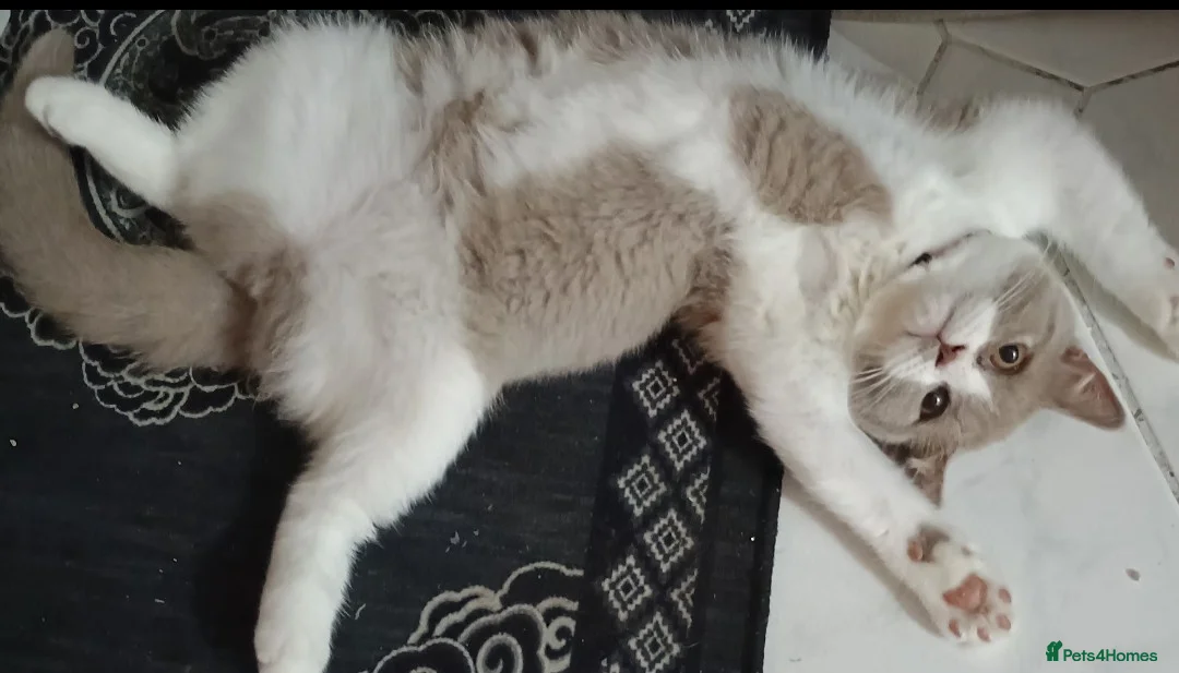 British Shorthair cats for sale: Female British short hair  - Advert 4