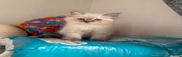 Ragdoll cats for sale: Stunning pure ragdoll kittens 10 weeks old - Advert 15