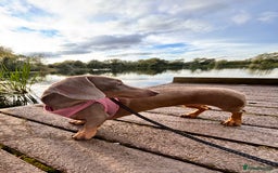 Miniature Dachshund dogs for sale: Stunning Miniature Piebald/Isabella Dachshunds 💙  - Advert 2