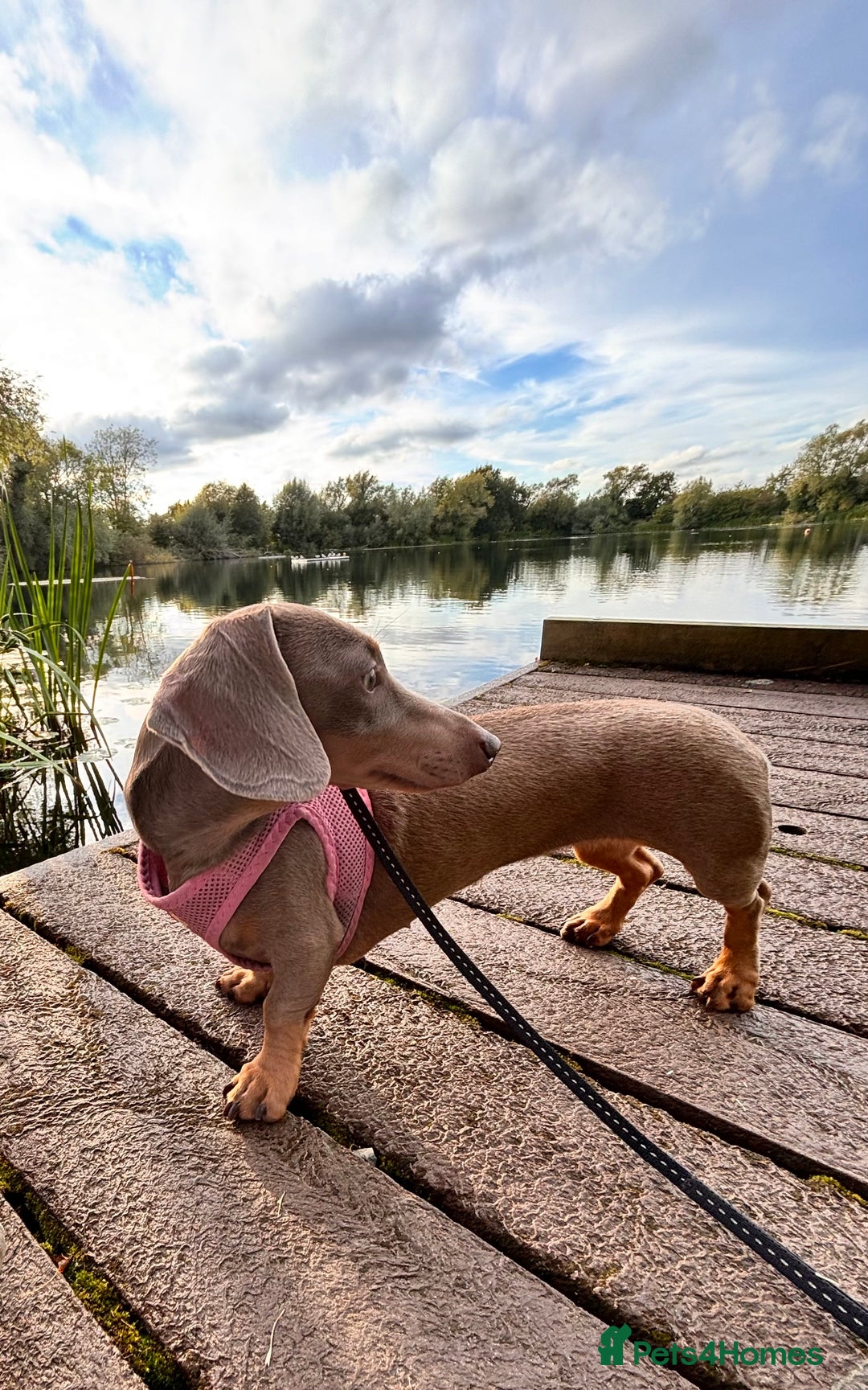 Miniature Dachshund dogs for sale: Stunning Miniature Piebald/Isabella Dachshunds 💙  - Advert 2