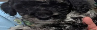 Poodle 2
