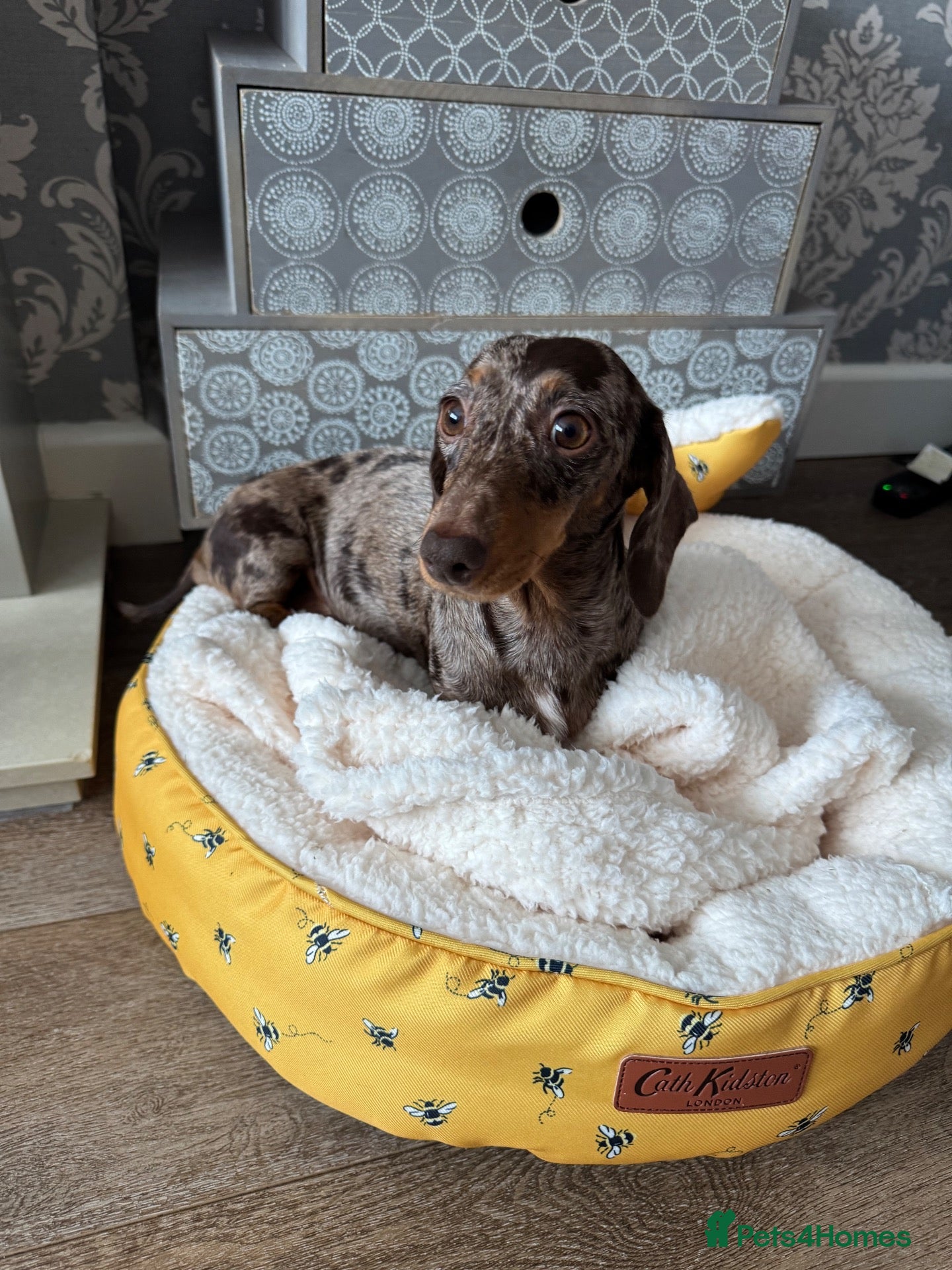 Miniature Dachshund dogs Miniature smooth haired dachshund  - Advert 1