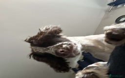 English Springer Spaniel dogs for sale: English springer spaniel  - Image 5