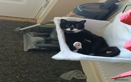 Mixed Breed cats for sale: 6 cats looking for new homes - Image 1