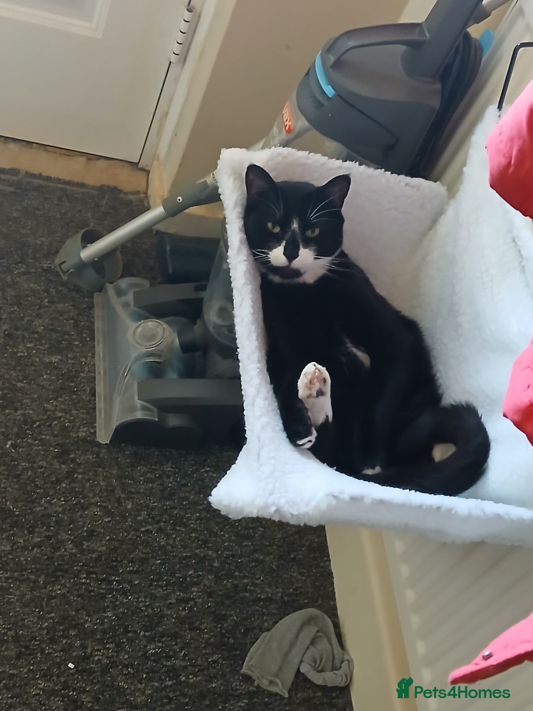 Mixed Breed cats for sale: 6 cats looking for new homes - Image 1