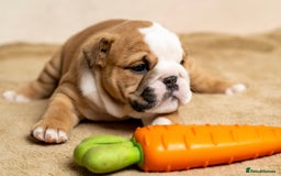 English Bulldog dogs for sale: Beautiful British Bulldog’s  - Image 14