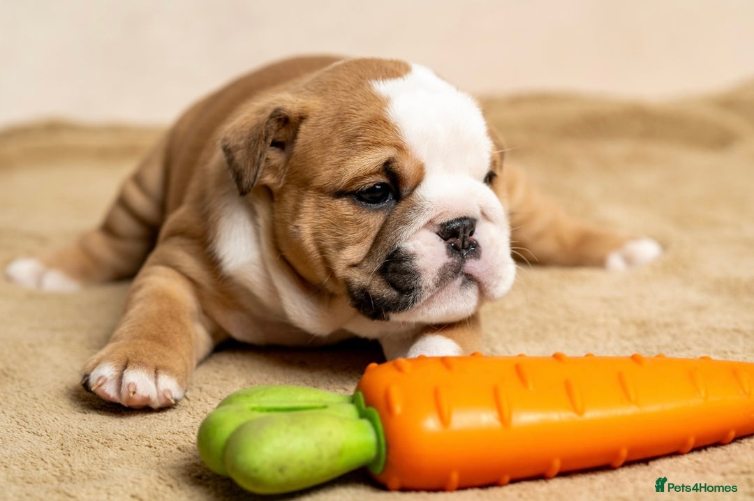 English Bulldog dogs for sale: Beautiful British Bulldog’s  - Image 14