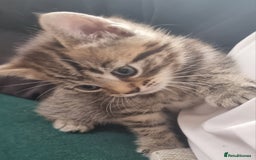 British Shorthair cats for sale: ✨ Gorgeous 6-Week-Old Kittens litter trained ✨ - Image 7