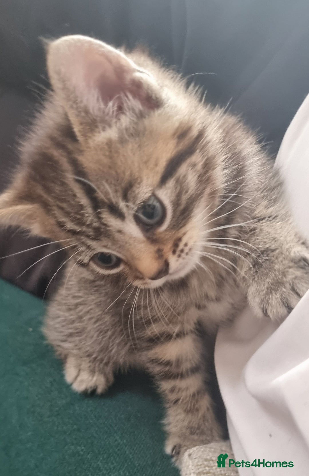 British Shorthair cats for sale: ✨ Gorgeous 6-Week-Old Kittens litter trained ✨ - Image 7