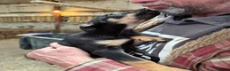 Australian Kelpie dogs for sale: Australian kelpie puppies - Advert 8