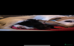 Jack Russell dogs for sale: Jack Russel puppies ready now! Dob is wrong - Image 17