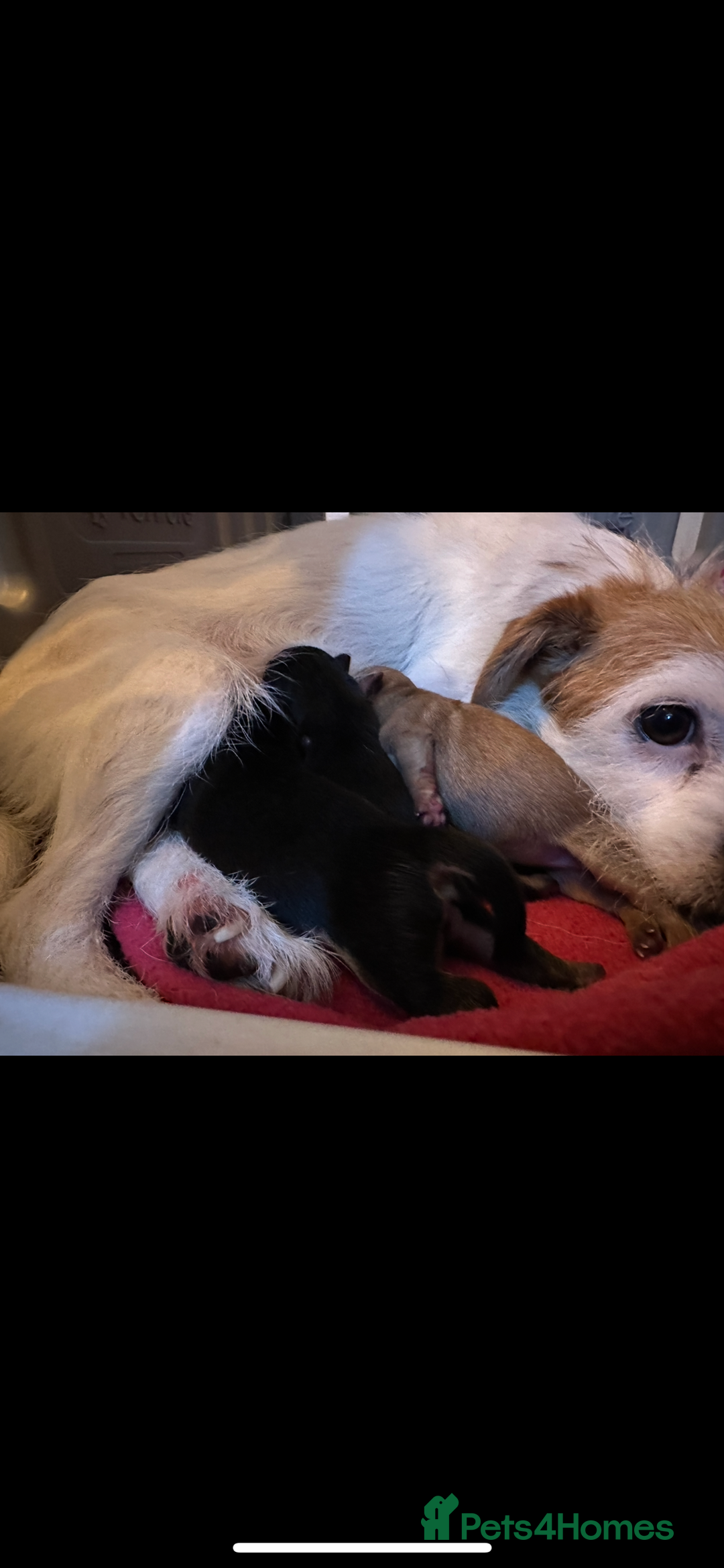 Jack Russell dogs for sale: Jack Russel puppies ready now! Dob is wrong - Image 17