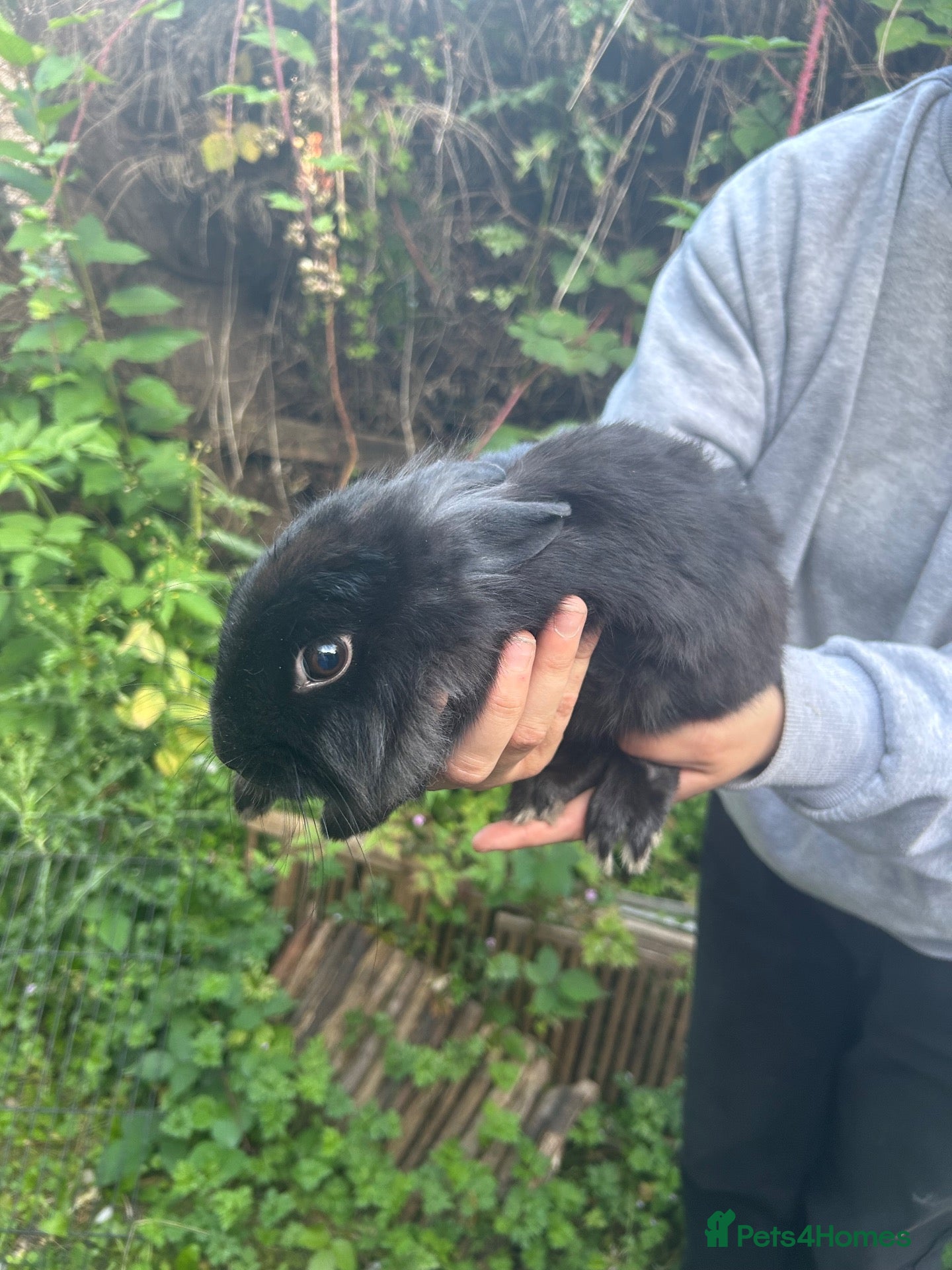 Mixed Breed rabbits Bunnies For Sale - Advert 2