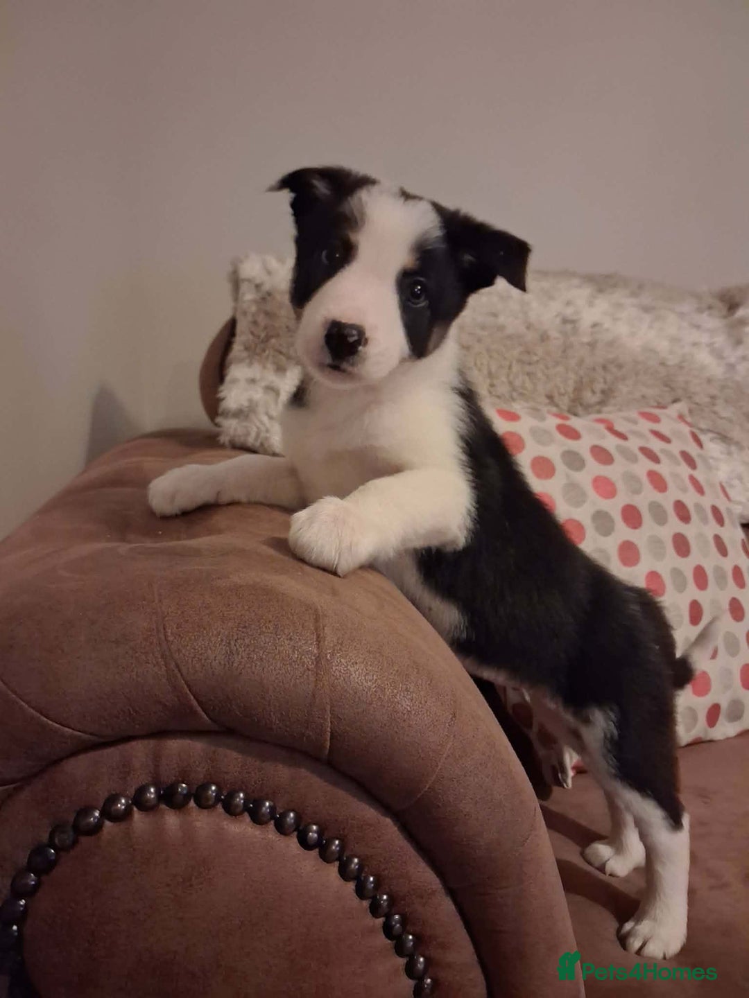 Border Collie dogs for sale: Border Collie Pups - Health tested clear parents - Advert 11