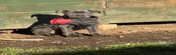 Cane Corso dogs for sale: Skye  - Advert 3