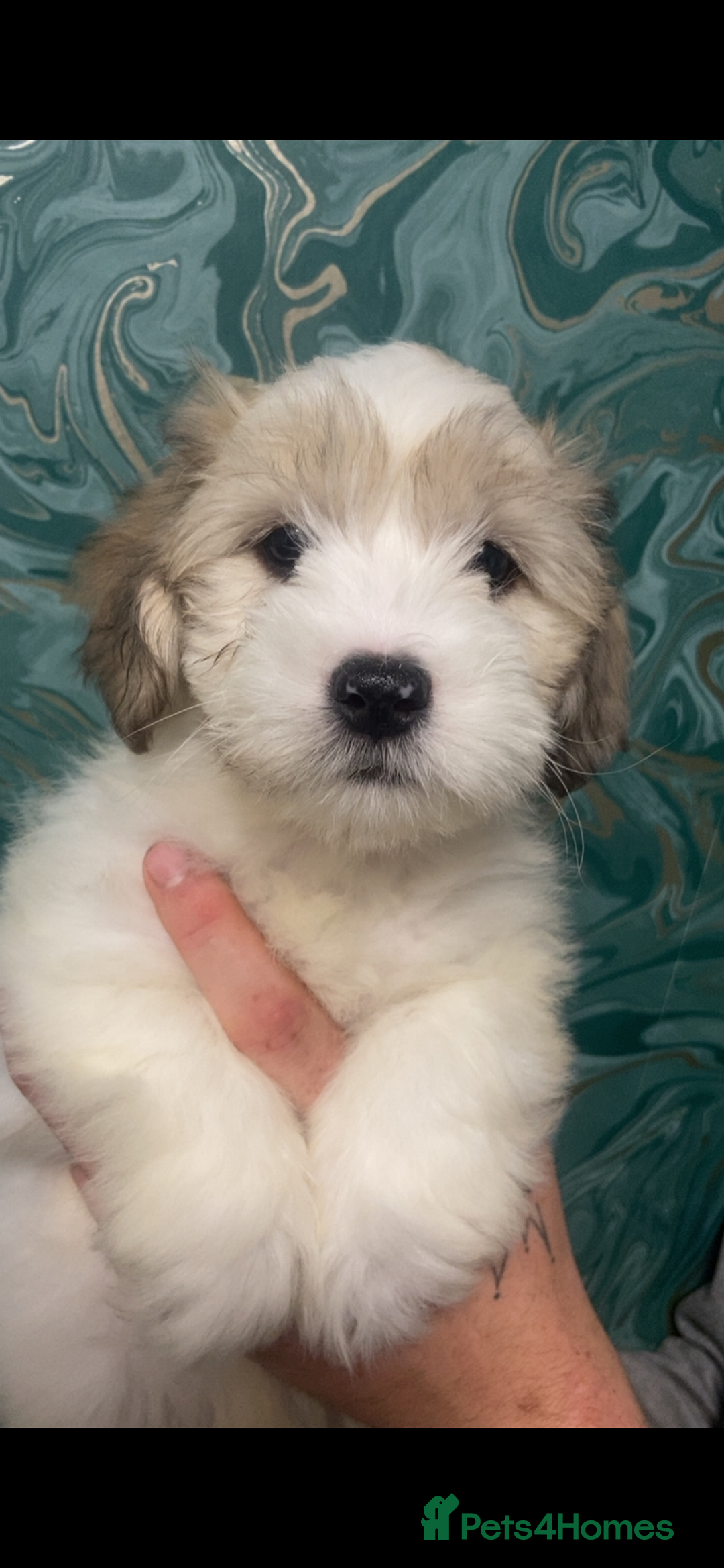 Lhasapoo dogs for sale: Lhasapoo puppies - Image 2