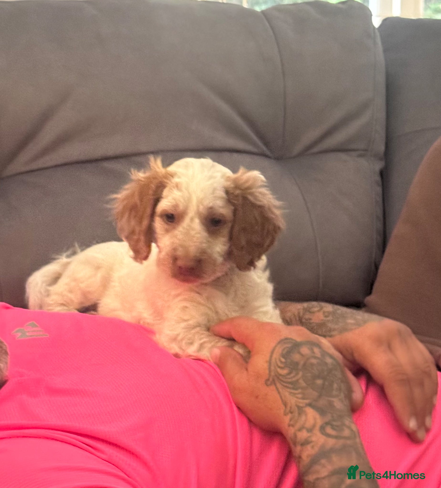 Cockapoo dogs F1 Cockapoos ..5🌟licenced breeder - Advert 2