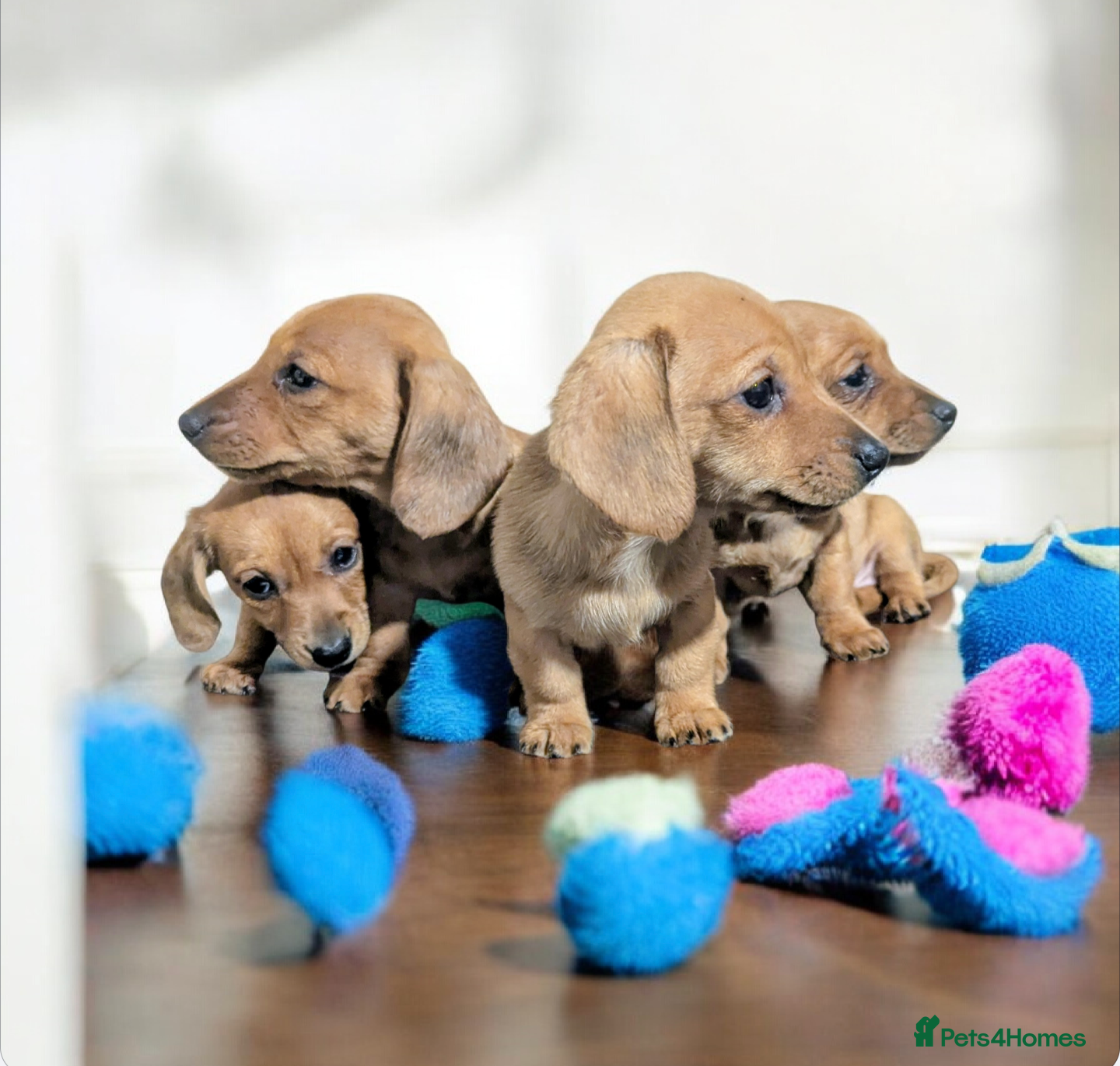 Miniature Dachshund dogs KC REGISTERED PRA CLEAR  - Advert 2