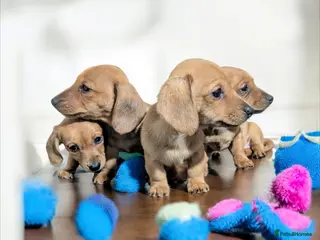 Miniature Dachshund dogs KC REGISTERED PRA CLEAR - Advert 2